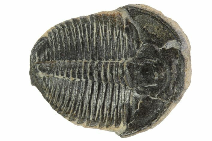 Elrathia Trilobite Fossil - Utah #97065
